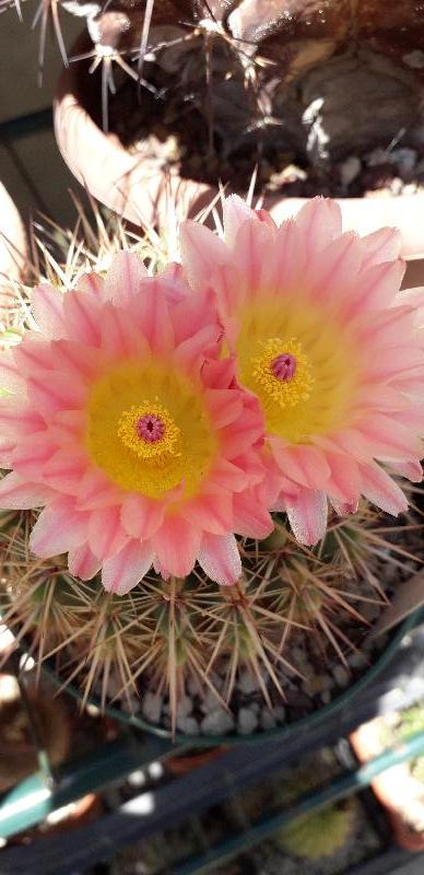 parodia roseoluteus.jpg